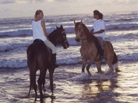 Bali Beach Tour / Horses in Bali