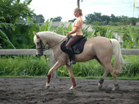 Dressage / Horseback Riding in Bali